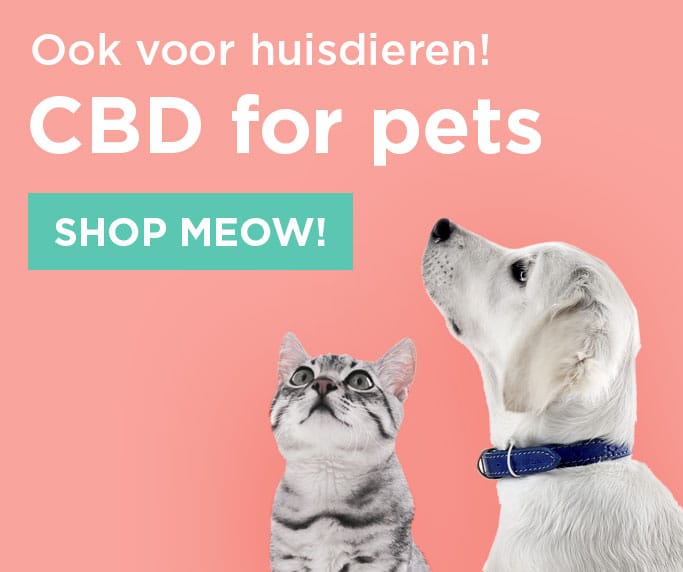 CBD für Haustiere, Meow.